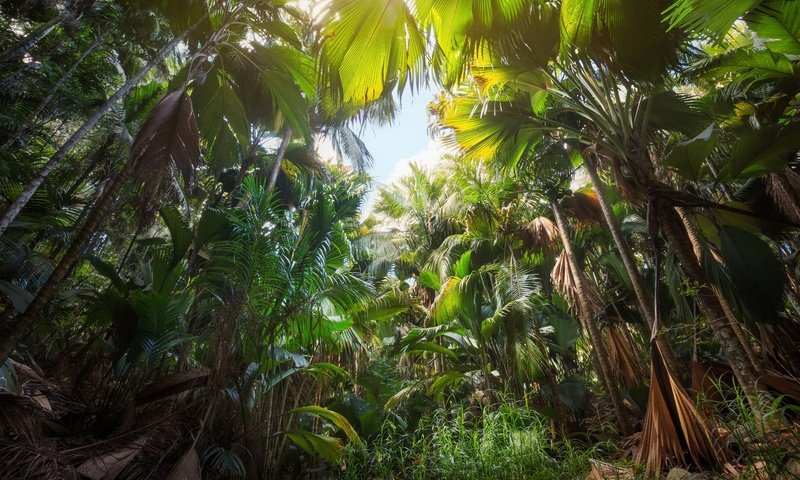 Обои деревья, природа, стволы, пальмы, джунгли, trees, nature, trunks, palm trees, jungle разрешение 3000x2000 Загрузить