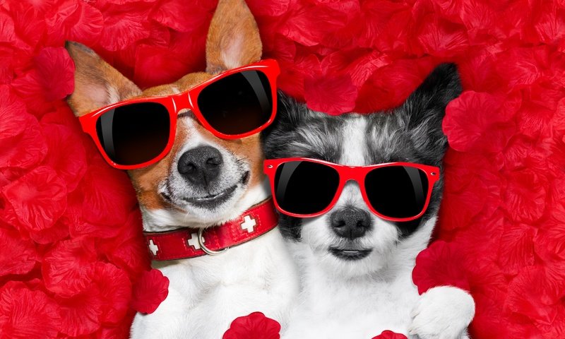 Обои роза, чихуахуа, лепестки, джек-рассел-терьер, очки, сердце, любовь, романтика, юмор, собаки, rose, chihuahua, petals, jack russell terrier, glasses, heart, love, romance, humor, dogs разрешение 5058x3372 Загрузить