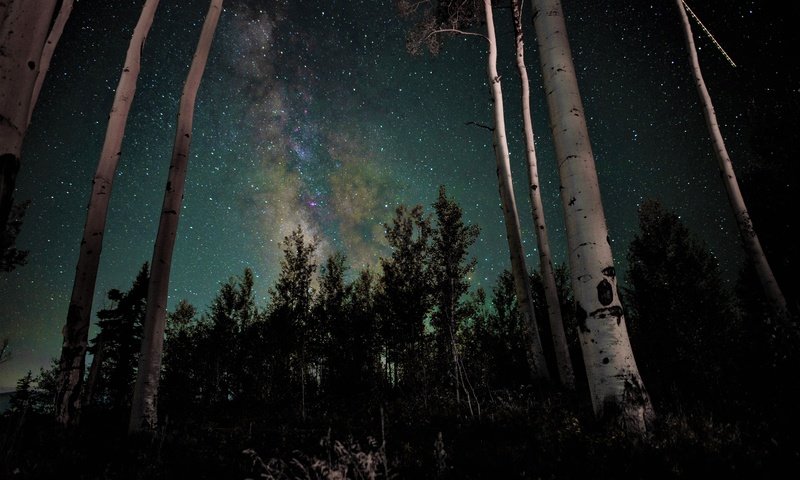 Обои ночь, деревья, лес, звезды, стволы, березы, галактика, млечный путь, night, trees, forest, stars, trunks, birch, galaxy, the milky way разрешение 6016x4016 Загрузить