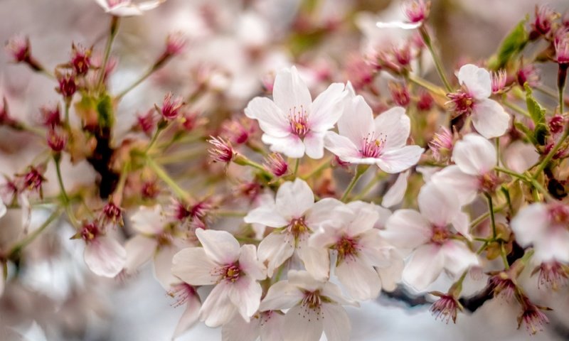 Обои цветы, цветение, ветки, весна, вишенка, flowers, flowering, branches, spring, cherry разрешение 3840x2560 Загрузить