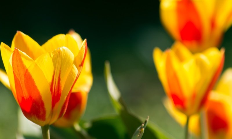 Обои цветы, бутоны, лепестки, весна, тюльпаны, flowers, buds, petals, spring, tulips разрешение 2136x1424 Загрузить