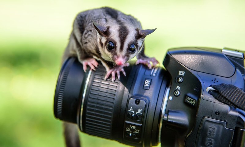 Обои фотоаппарат, животное, камера, the camera, animal, camera разрешение 2880x1922 Загрузить