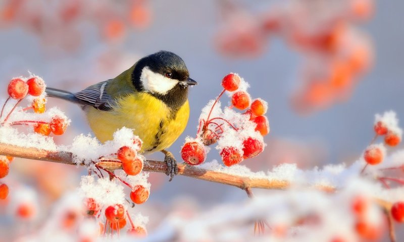 Обои ветка, снег, природа, зима, мороз, иней, птица, ягоды, синица, tit, branch, snow, nature, winter, frost, bird, berries разрешение 2048x1535 Загрузить