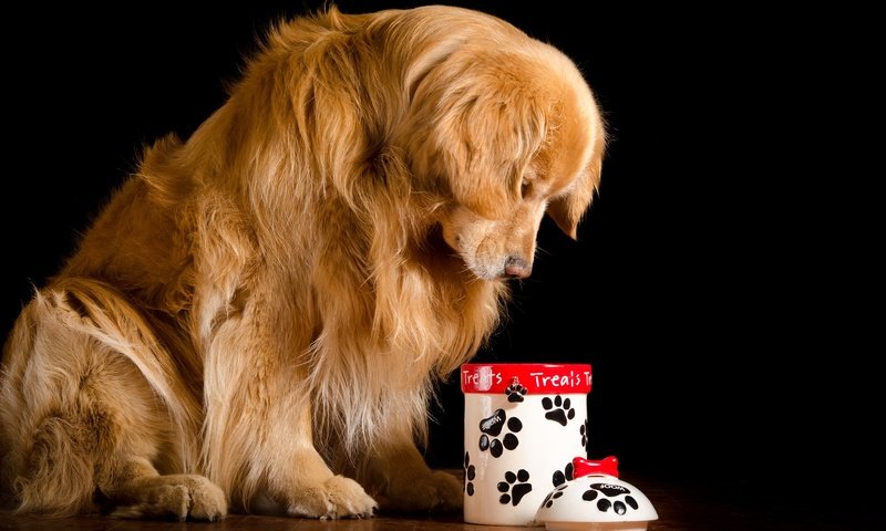 Обои собака, на полу, сидит, крышка, черный фон, грустный, рыжий, пес, золотистый, банка, ретривер, retriever, dog, on the floor, sitting, cover, black background, sad, red, golden, bank разрешение 2048x1356 Загрузить