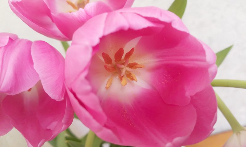 Обои тюльпаны розовый фон светлый, tulips pink background light разрешение 4160x3120 Загрузить