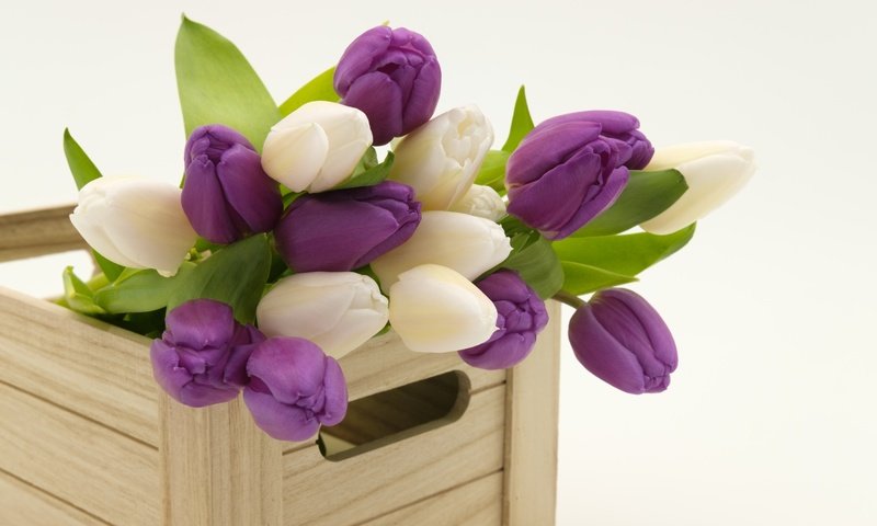 Обои весна, букет, тюльпаны, деревянный, ящик, spring, bouquet, tulips, wooden, box разрешение 6000x4000 Загрузить