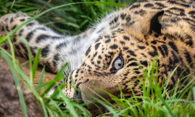 Обои трава, поза, лежит, леопард, глаз, grass, pose, lies, leopard, eyes разрешение 1920x1280 Загрузить