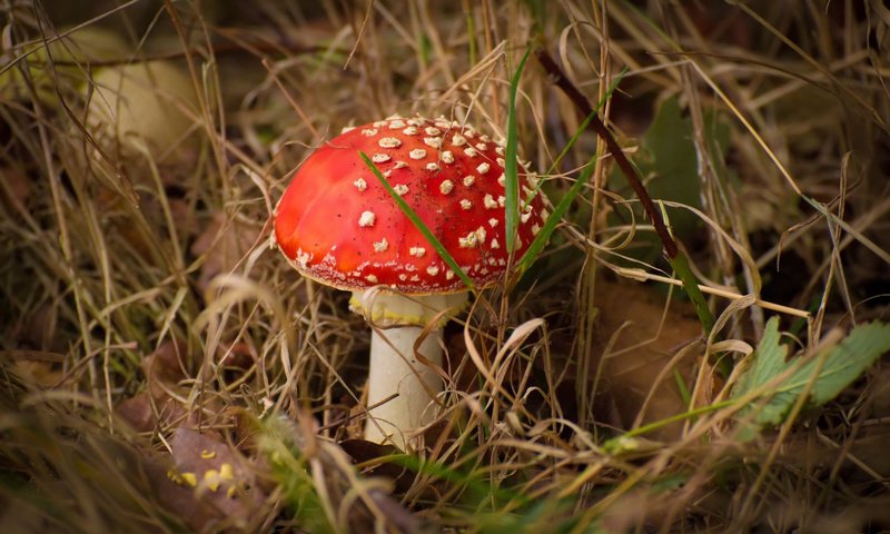 Обои осень, гриб, мох, autumn, mushroom, moss разрешение 1920x1200 Загрузить