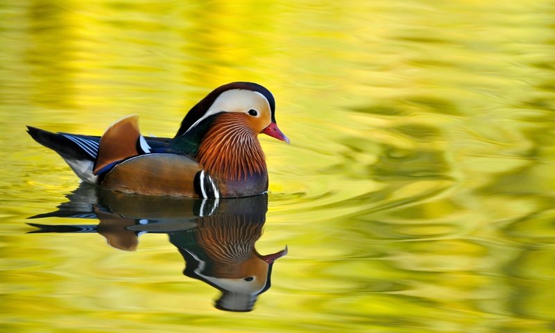 Обои озеро, птица, утка, мандаринка, lake, bird, duck, tangerine разрешение 3840x2160 Загрузить