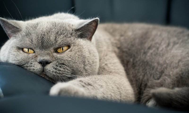 Обои кот, мордочка, кошка, взгляд, британская короткошерстная, cat, muzzle, look, british shorthair разрешение 1920x1080 Загрузить