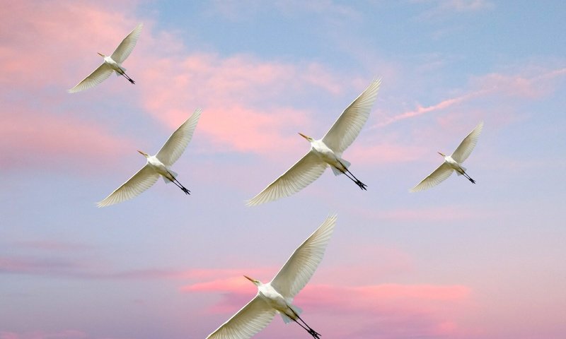 Обои небо, полет, птицы, белая цапля, the sky, flight, birds, white egret разрешение 3750x3000 Загрузить