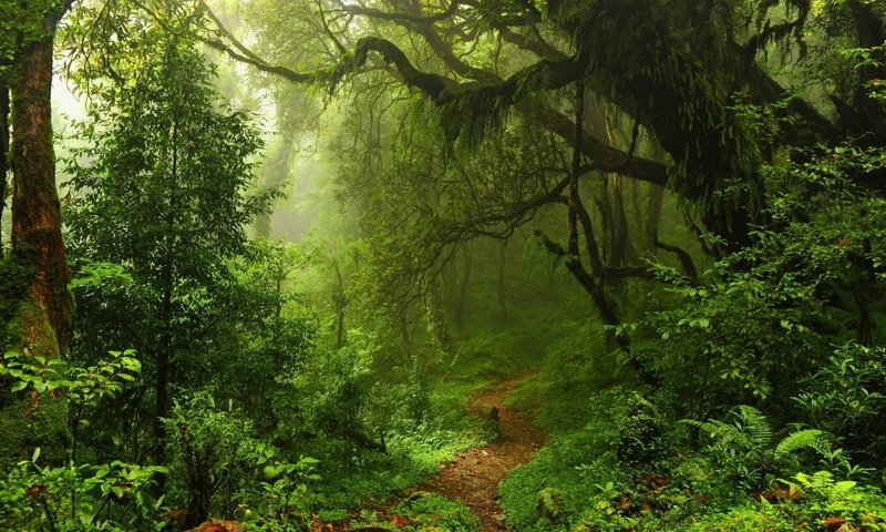 Обои деревья, природа, лес, пейзаж, туман, тропинка, заросли, trees, nature, forest, landscape, fog, path, thickets разрешение 1920x1080 Загрузить
