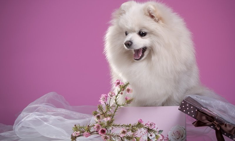 Обои цветы, пушистый, белый, щенок, коробка, шпиц, мими, flowers, fluffy, white, puppy, box, spitz, mimi разрешение 2700x1796 Загрузить