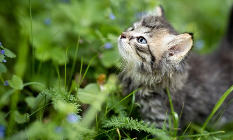 Обои трава, природа, кот, лето, котенок, профиль, животное, детеныш, grass, nature, cat, summer, kitty, profile, animal, cub разрешение 5000x3337 Загрузить