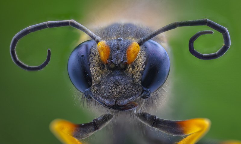 Обои глаза, макро, насекомое, eyes, macro, insect разрешение 2112x1188 Загрузить