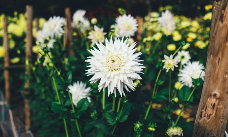 Обои цветы, белые, боке, георгины, столбики, flowers, white, bokeh, dahlias разрешение 4000x2667 Загрузить