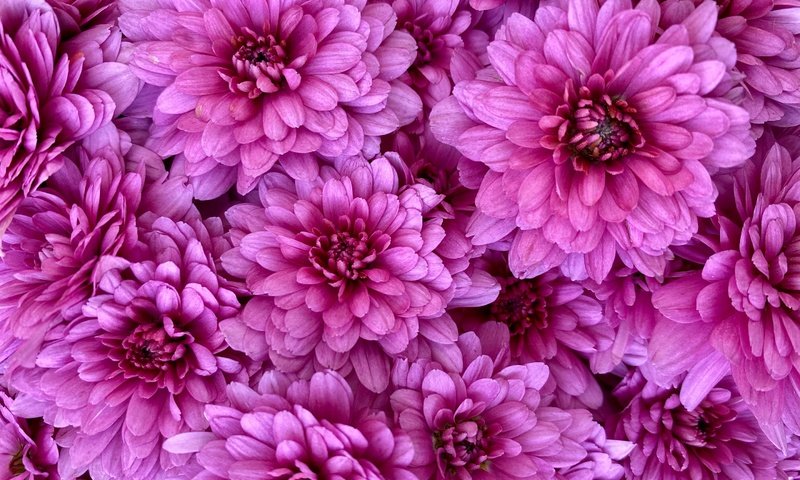 Обои цветы, розовые, много, хризантемы, flowers, pink, a lot, chrysanthemum разрешение 2880x2160 Загрузить