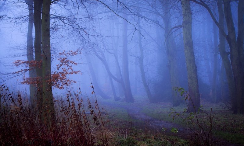 Обои деревья, природа, лес, туман, тропинка, trees, nature, forest, fog, path разрешение 2048x1357 Загрузить