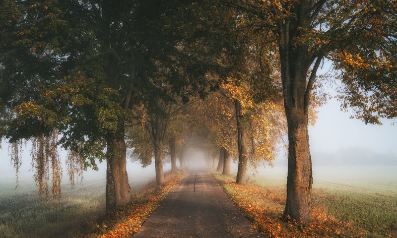 Обои дорога, деревья, туман, осень, road, trees, fog, autumn разрешение 5120x3414 Загрузить