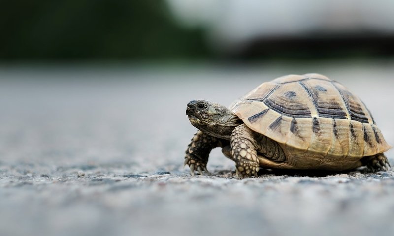 Обои фон, черепаха, прогулка, черепашка, background, turtle, walk, bug разрешение 2000x1333 Загрузить