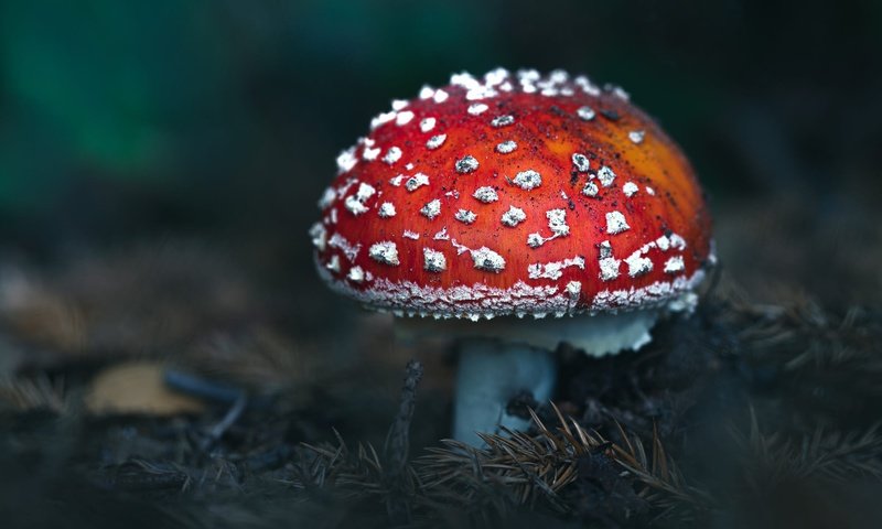 Обои гриб, темный фон, мухомор, mushroom, the dark background разрешение 2000x1333 Загрузить