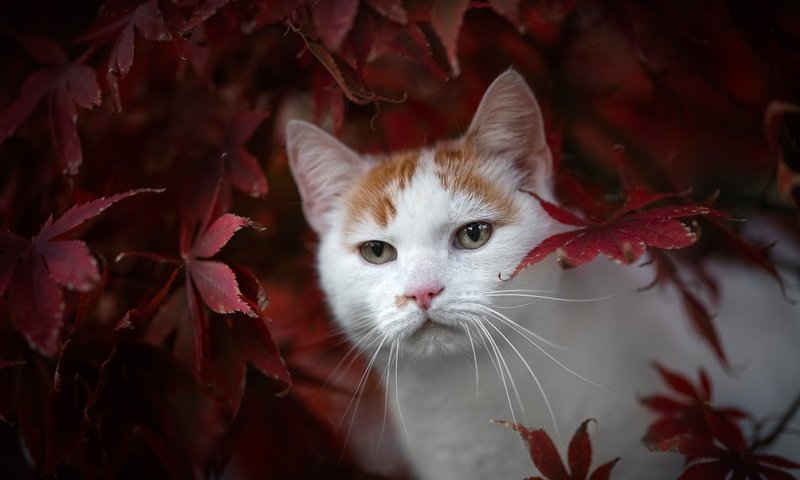 Обои листья, кот, мордочка, взгляд, осень, leaves, cat, muzzle, look, autumn разрешение 2048x1365 Загрузить