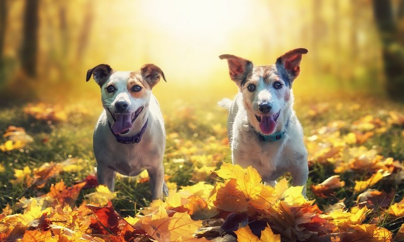 Обои листья, осень, собаки, leaves, autumn, dogs разрешение 3840x2160 Загрузить