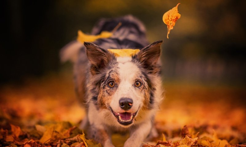Обои морда, листья, настроение, взгляд, осень, собака, радость, боке, face, leaves, mood, look, autumn, dog, joy, bokeh разрешение 4000x3603 Загрузить