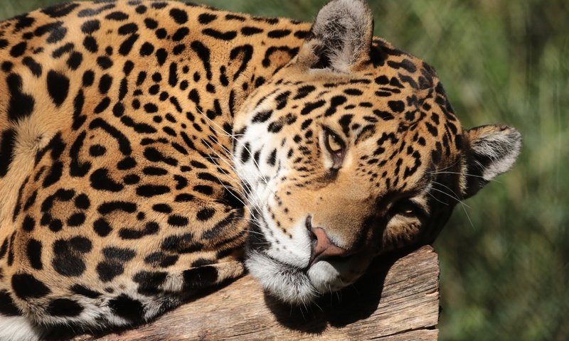 Обои морда, портрет, лежит, ягуар, крупный план, face, portrait, lies, jaguar, close-up разрешение 5120x3246 Загрузить
