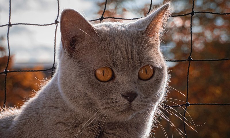 Обои морда, сетка, поза, британский, портрет, боке, кот, желтые глаза, кошка, взгляд, осень, котенок, серый, grey, face, mesh, pose, british, portrait, bokeh, cat, yellow eyes, look, autumn, kitty разрешение 3840x2160 Загрузить