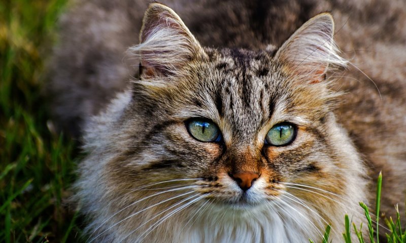 Обои морда, поза, портрет, кот, кошка, взгляд, зеленые глаза, пушистая, face, pose, portrait, cat, look, green eyes, fluffy разрешение 3840x2160 Загрузить
