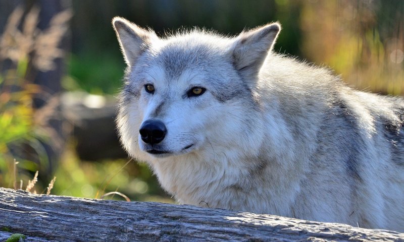 Обои морда, взгляд, хищник, волк, face, look, predator, wolf разрешение 4928x3264 Загрузить
