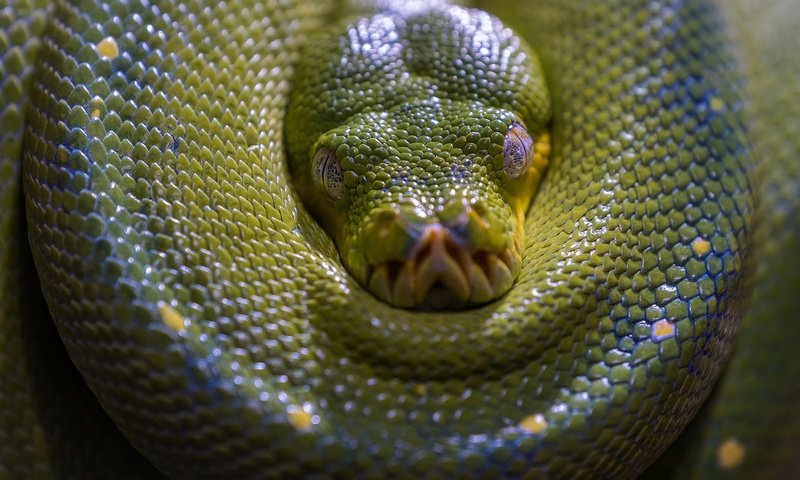 Обои морда, взгляд, змея, зеленая, питон, рептилия, face, look, snake, green, python, reptile разрешение 2048x1365 Загрузить