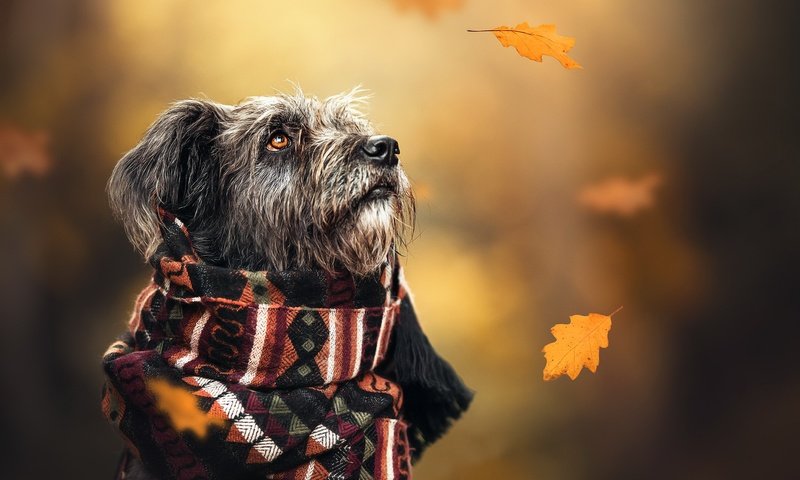 Обои осень, собака, шарф, autumn, dog, scarf разрешение 2048x1365 Загрузить