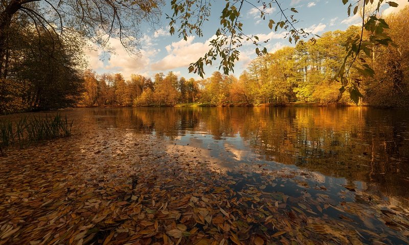 Обои озеро, листья, осень, lake, leaves, autumn разрешение 3840x2160 Загрузить