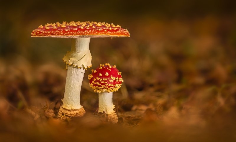 Обои природа, грибы, nature, mushrooms разрешение 2048x1365 Загрузить