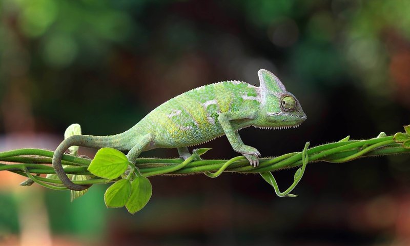 Обои природа, хамелеон, индонезия, nature, chameleon, indonesia разрешение 5174x2910 Загрузить