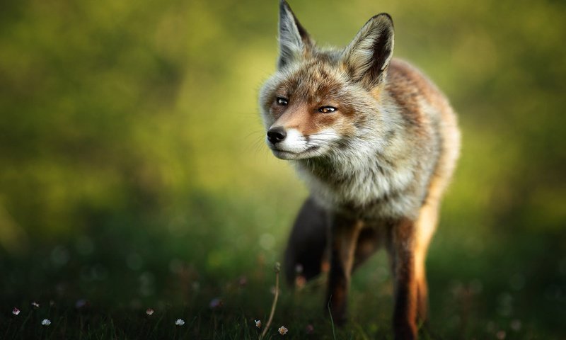 Обои природа, поза, взгляд, лиса, прогулка, боке, nature, pose, look, fox, walk, bokeh разрешение 2000x1417 Загрузить
