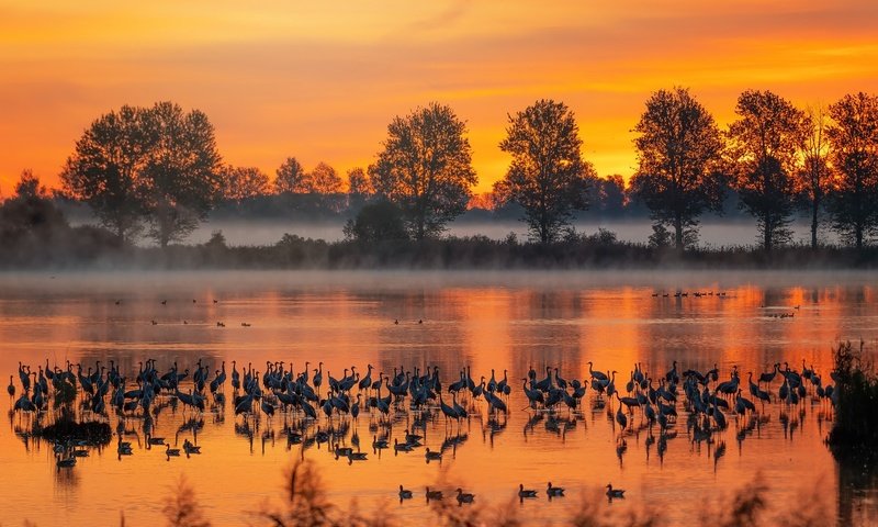 Обои река, туман, осень, птицы, river, fog, autumn, birds разрешение 2048x1265 Загрузить