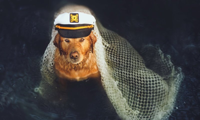 Обои собака, друг, моряк, dog, each, sailor разрешение 2048x1300 Загрузить