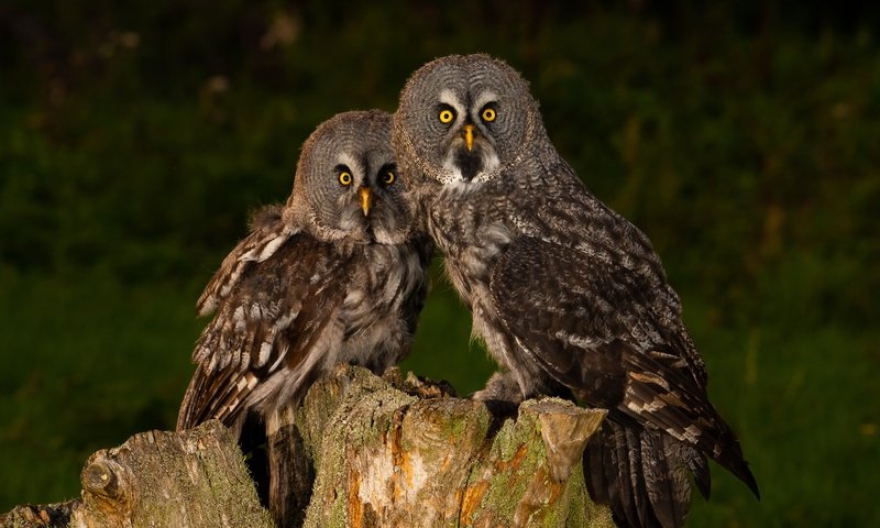 Обои сова, взгляд, птицы, темный фон, пень, совы, неясыть, owl, look, birds, the dark background, stump, owls разрешение 5075x3388 Загрузить