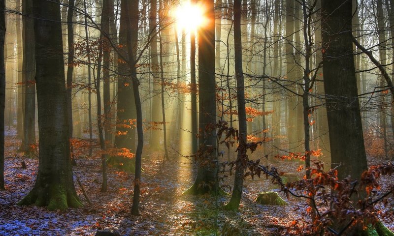 Обои свет, деревья, солнце, снег, природа, лес, зима, лучи, light, trees, the sun, snow, nature, forest, winter, rays разрешение 1920x1200 Загрузить