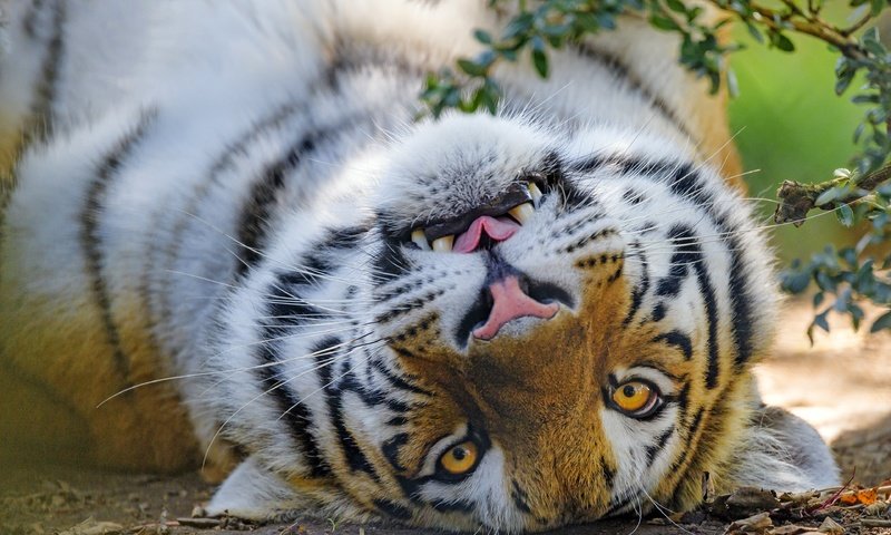 Обои тигр, морда, портрет, взгляд, лежит, tiger, face, portrait, look, lies разрешение 3840x2560 Загрузить