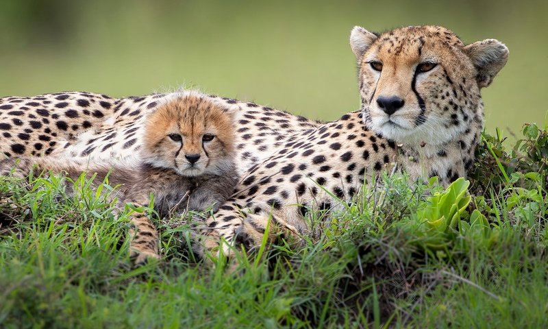 Обои трава, гепарды, отдых, мама, малыш, лежат, гепард, детеныш, морды, grass, cheetahs, stay, mom, baby, lie, cheetah, cub, muzzle разрешение 2000x1334 Загрузить