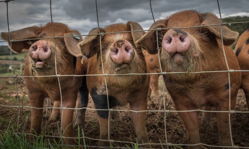 Обои забор, свинья, the fence, pig разрешение 3840x2160 Загрузить