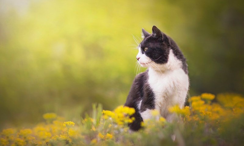 Обои цветы, кот, кошка, профиль, flowers, cat, profile разрешение 2048x1322 Загрузить