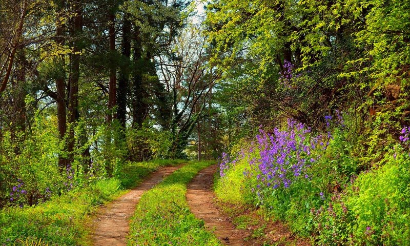 Обои деревья, лес, тропинка, trees, forest, path разрешение 3000x1995 Загрузить