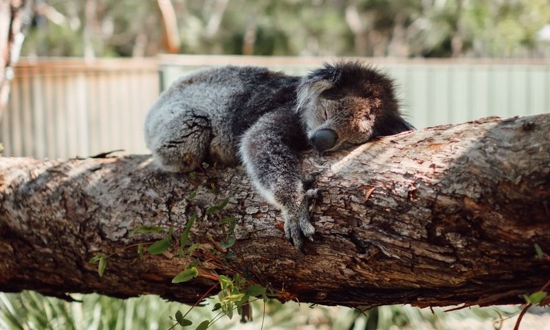 Обои дерево, сон, спит, коала, tree, sleep, sleeping, koala разрешение 1920x1080 Загрузить