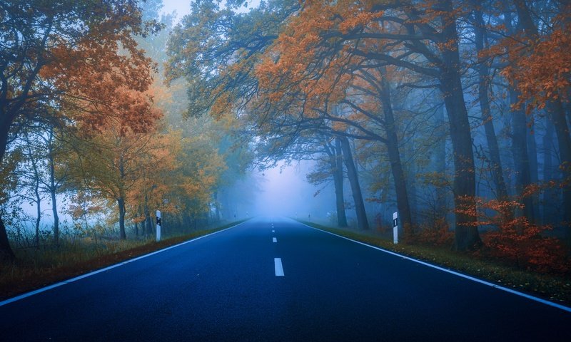 Обои дорога, деревья, лес, туман, осень, шоссе, road, trees, forest, fog, autumn, highway разрешение 5948x3759 Загрузить