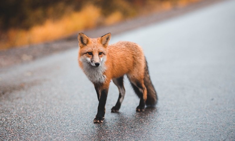 Обои дорога, мордочка, взгляд, лиса, лисица, размытый фон, road, muzzle, look, fox, blurred background разрешение 2400x1600 Загрузить